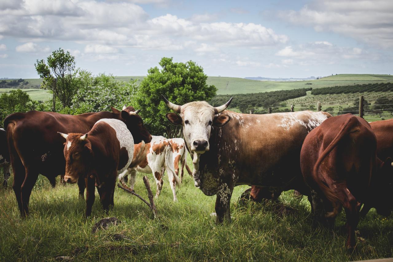 Hotel Oribi Gorge Guest Farm Glendale Esterno foto