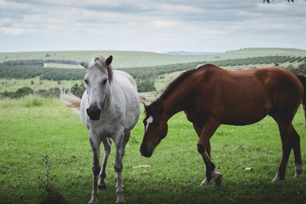 Hotel Oribi Gorge Guest Farm Glendale Esterno foto